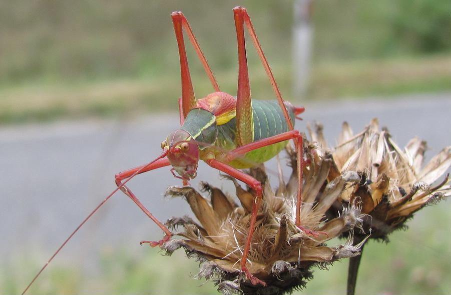 Barbitistes alpinus e Barbitistes cfr. serricauda (Phaneropteridae)